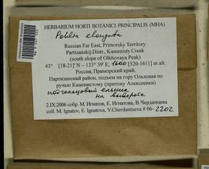 Pohlia elongata Hedw., Гербарий мохообразных, Мхи - Дальний Восток (без Чукотки и Камчатки) (B20) (Россия)