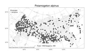 Potamogeton alpinus, Рдест альпийский Balb., Атлас флоры России (FLORUS) (Россия)