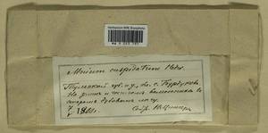 Plagiomnium cuspidatum (Hedw.) T.J. Kop., Гербарий мохообразных, Мхи - Центральное Нечерноземье (B6) (Россия)