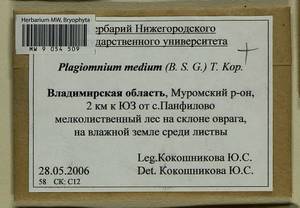 Plagiomnium medium (Bruch & Schimp.) T.J. Kop., Гербарий мохообразных, Мхи - Центральное Нечерноземье (B6) (Россия)