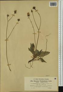 Hieracium hypochoeroides subsp. wiesbaurianum (R. Uechtr.) Greuter, Западная Европа (EUR) (Франция)