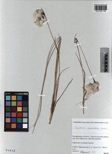 KUZ 002 106, Eriophorum angustifolium subsp. angustifolium, Сибирь, Алтай и Саяны (S2) (Россия)