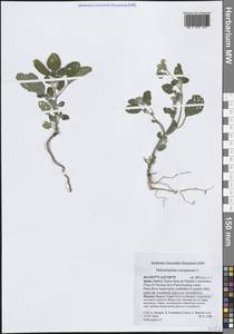 Гелиотроп европейский L., Западная Европа (EUR) (Испания)