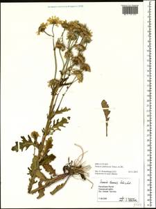 Jacobaea ambracea (Turcz. ex DC.) B. Nord., Сибирь, Якутия (S5) (Россия)