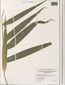 Thysanolaena latifolia (Roxb. ex Hornem.) Honda, Зарубежная Азия (ASIA) (Вьетнам)