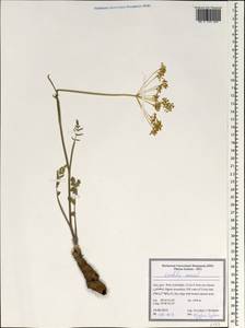 Leiotulus secacul (Mill.) Pimenov & Ostr., Зарубежная Азия (ASIA) (Иран)