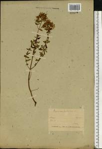 Зверобой продырявленный L., Восточная Европа, Белоруссия (E3a) (Белоруссия)