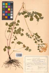 Thalictrum aquilegiifolium subsp. aquilegiifolium, Сибирь, Дальний Восток (S6) (Россия)