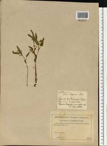 Viola stagnina Kit., Восточная Европа, Средневолжский район (E8) (Россия)