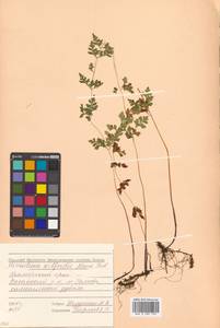 Sitobolium wilfordii (T. Moore) L. A. Triana & Sundue, Сибирь, Дальний Восток (S6) (Россия)