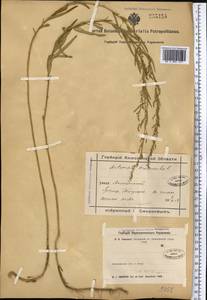 Полынь эстрагон L., Средняя Азия и Казахстан, Северный и Центральный Казахстан (M10) (Казахстан)