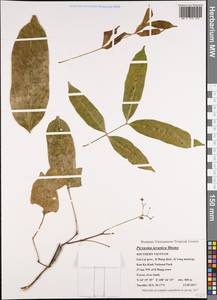 Picrasma javanica Bl., Зарубежная Азия (ASIA) (Вьетнам)