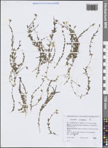 Ясколка полевая L., Сибирь, Западная Сибирь (S1) (Россия)