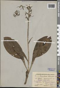 Любка зеленоцветковая (Custer) Rchb., Кавказ, Краснодарский край и Адыгея (K1a) (Россия)