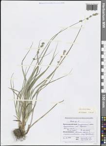 Осока прерванная Stokes, Кавказ, Черноморское побережье (от Новороссийска до Адлера) (K3) (Россия)