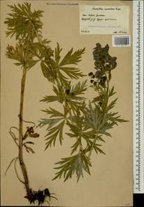 Aconitum variegatum subsp. nasutum (Fischer ex Rchb.) Götz, Кавказ, Южная Осетия (K4b) (Южная Осетия)