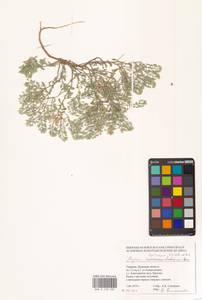 Odontarrhena tortuosa subsp. tortuosa, Восточная Европа, Южно-Украинский район (E12) (Украина)