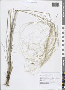 Ковыль днепровский Klokov ex Prokudin, Восточная Европа, Центральный лесостепной район (E6) (Россия)