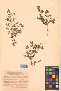 Молочай приземистый Willd., Сибирь, Дальний Восток (S6) (Россия)