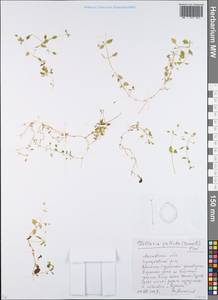 Stellaria apetala Bernardino, Восточная Европа, Московская область и Москва (E4a) (Россия)