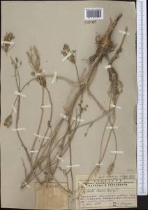 Жабрица Валентины Popov, Средняя Азия и Казахстан, Северный и Центральный Тянь-Шань (M4) (Казахстан)