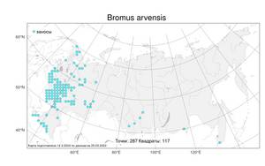 Bromus arvensis, Костер полевой L., Атлас флоры России (FLORUS) (Россия)