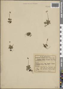 Micranthes stellaris subsp. stellaris, Восточная Европа, Северный район (E1) (Россия)