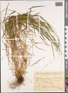 Коротконожка лесная (Huds.) P.Beauv., Кавказ, Грузия (K4) (Грузия)