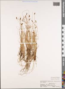 Осока галечная Schkuhr ex Wahlenb., Восточная Европа, Северный район (E1) (Россия)