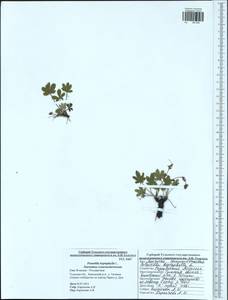 Лапчатка семилисточковая L., Восточная Европа, Центральный район (E4) (Россия)