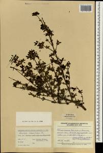 Lonicera tangutica Maxim., Зарубежная Азия (ASIA) (КНР)