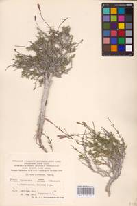 Смолевка меловая Fisch., Восточная Европа, Северо-Украинский район (E11) (Украина)