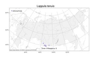 Lappula tenuis, Липучка тонкая (Ledeb.) Gürke, Атлас флоры России (FLORUS) (Россия)