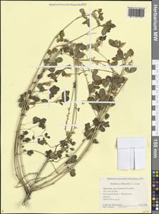 Донник лекарственный (L.) Lam., Кавказ, Дагестан (K2) (Россия)