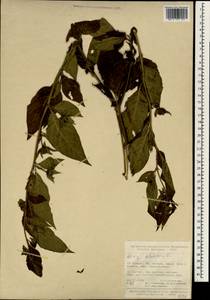 Красавка белладонна L., Зарубежная Азия (ASIA) (Турция)