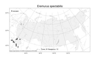 Eremurus spectabilis, Эремурус заметный M.Bieb., Атлас флоры России (FLORUS) (Россия)