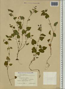 Фиалка собачья L., Восточная Европа, Латвия (E2b) (Латвия)