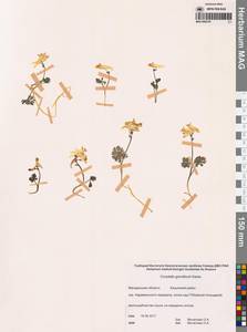 Хохлатка Городкова Karav., Сибирь, Чукотка и Камчатка (S7) (Россия)