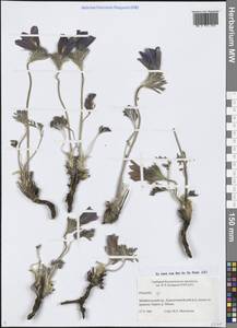 Прострел, Сибирь, Прибайкалье и Забайкалье (S4) (Россия)