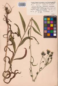 Picris japonica subsp. japonica, Сибирь, Дальний Восток (S6) (Россия)
