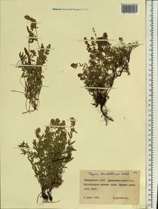 Thymus pannonicus All., Восточная Европа, Восточный район (E10) (Россия)