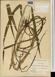 Spodiopogon cotulifer (Thunb.) Hack., Зарубежная Азия (ASIA) (Япония)