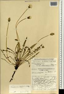 Одуванчик китайский Kitag., Монголия (MONG) (Монголия)