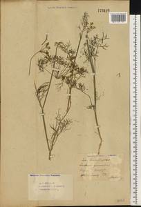 Укроп душистый, Укроп огородный L., Восточная Европа, Восточный район (E10) (Россия)