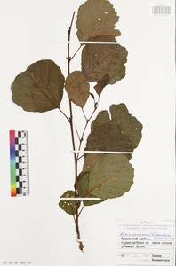 Ольха клейкая, Ольха черная (L.) Gaertn., Восточная Европа, Центральный район (E4) (Россия)