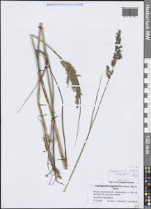 Вейник прямой (Timm) Koeler, Сибирь, Дальний Восток (S6) (Россия)