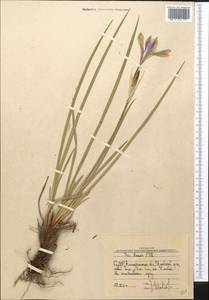 Ожика бледная Sw., Средняя Азия и Казахстан, Муюнкумы, Прибалхашье и Бетпак-Дала (M9) (Казахстан)