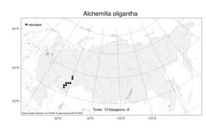 Alchemilla oligantha, Манжетка малоцветковая Juz., Атлас флоры России (FLORUS) (Россия)