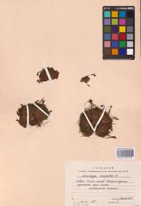 Камнеломка дернистая L., Восточная Европа, Северный район (E1) (Россия)