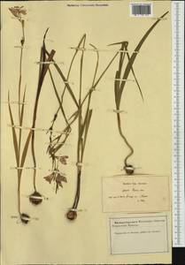 Gladiolus illyricus W.D.J.Koch, Западная Европа (EUR) (Франция)